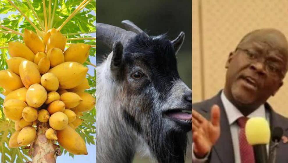 Tanzania President coronavirus fruits test positive