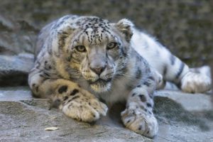 Pakistan: Hunter Kills Rare Female Leopard In Muzaffarabad