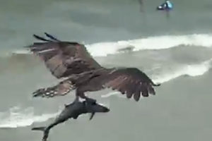 viral video osprey Eagle Carrying Shark Myrtle Beach