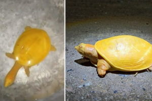 Yellow Turtle Balasore Odisha Viral video albino