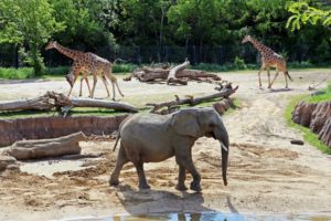 Top 10 Best Zoos In The World 2020