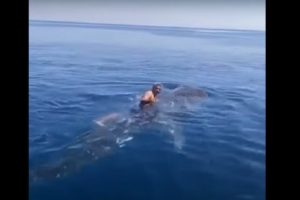 Video Saudi Man Rides Whale Shark