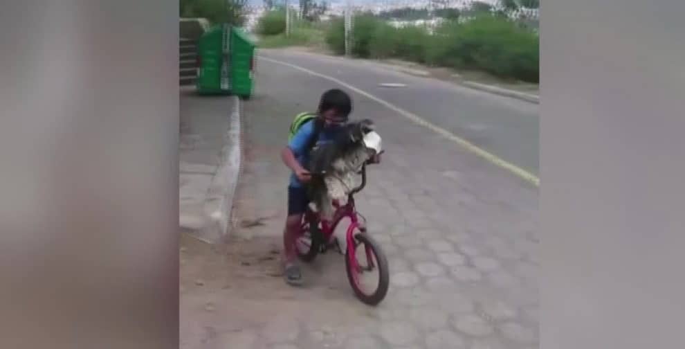 ecuador video boy puts mask dog