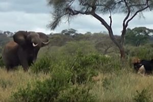 Video Elephant fighting Ostriches