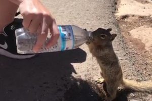 Squirrel Asking for Water viral video