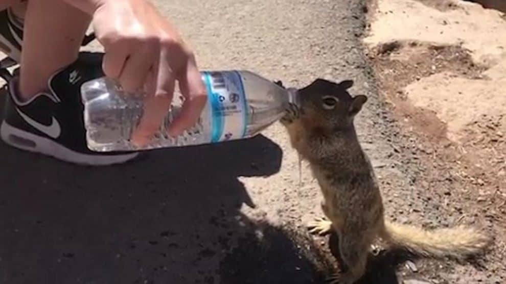 Squirrel Asking for Water viral video