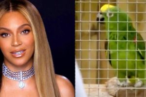 Parrot Singing Beyonce Song viral video