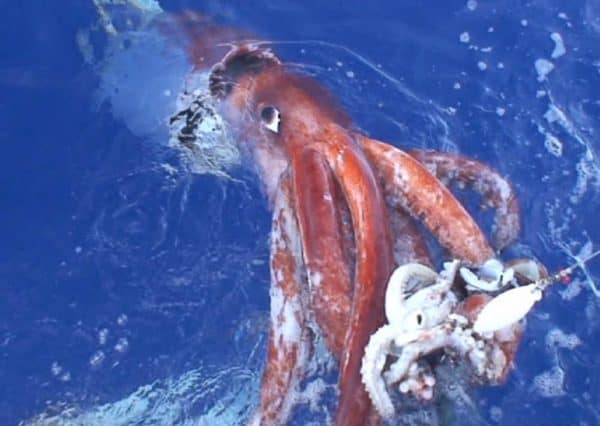 Top 10 Biggest Animals In The World: giant squid