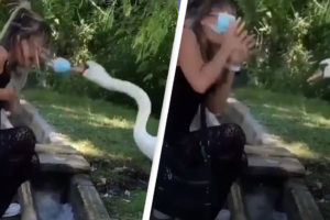 swan viral video Woman Wear A Mask