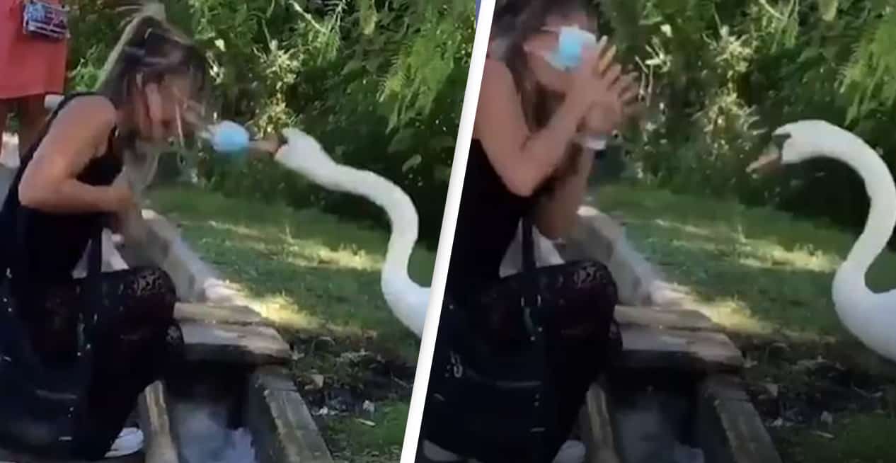 swan viral video Woman Wear A Mask