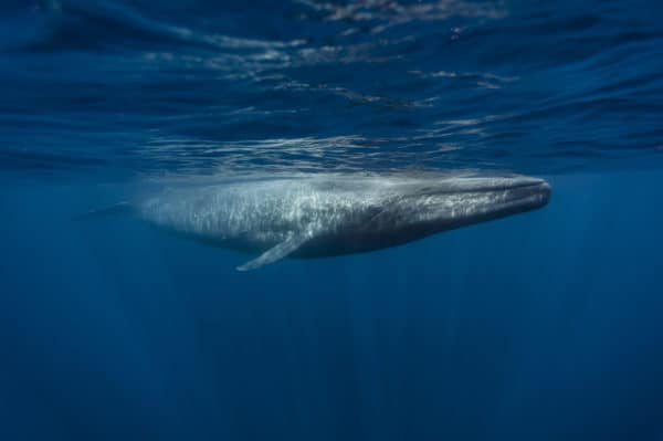 Top 10 Biggest Animals In The World: Blue Whale