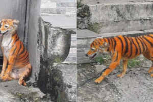 Stray Dog Painted Tiger Malaysia