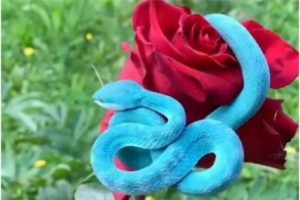 blue snake viral video blue pit viper