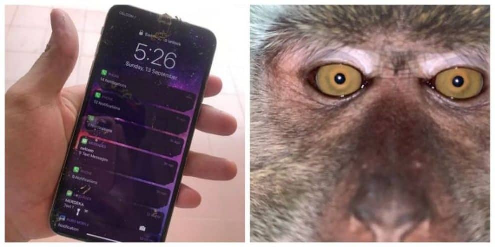 Video Malaysian Man Monkey Selfies on phone Zackrydz Rodzi