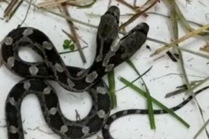 Video Two-Headed Snake Double Trouble North Carolina Woman