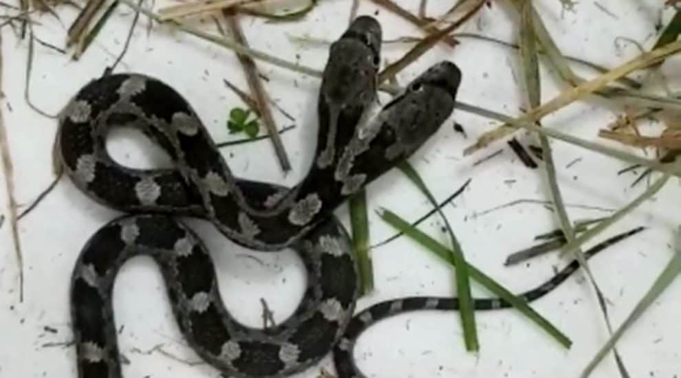 Video Two-Headed Snake Double Trouble North Carolina Woman