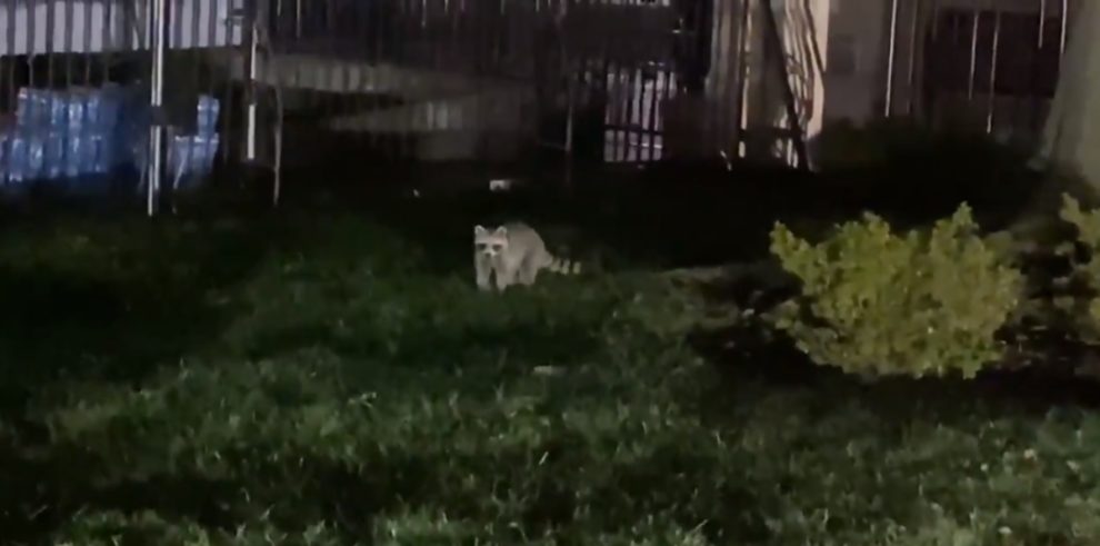 video racoon white house secret service search
