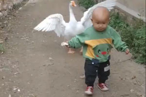 Video 1-Year-Old Boy Goose