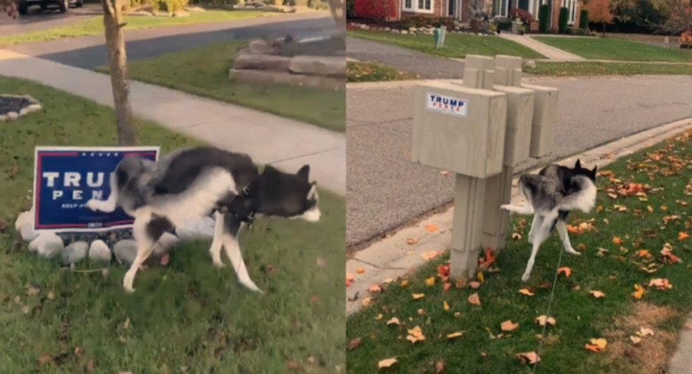 Dog urinates Trump campaign sign viral video