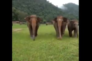 rescued elephants thailand voice caretaker