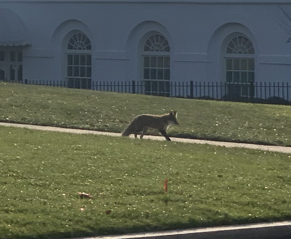 Video fox in white house