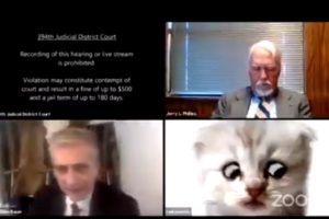 video lawyer cat filter zoom