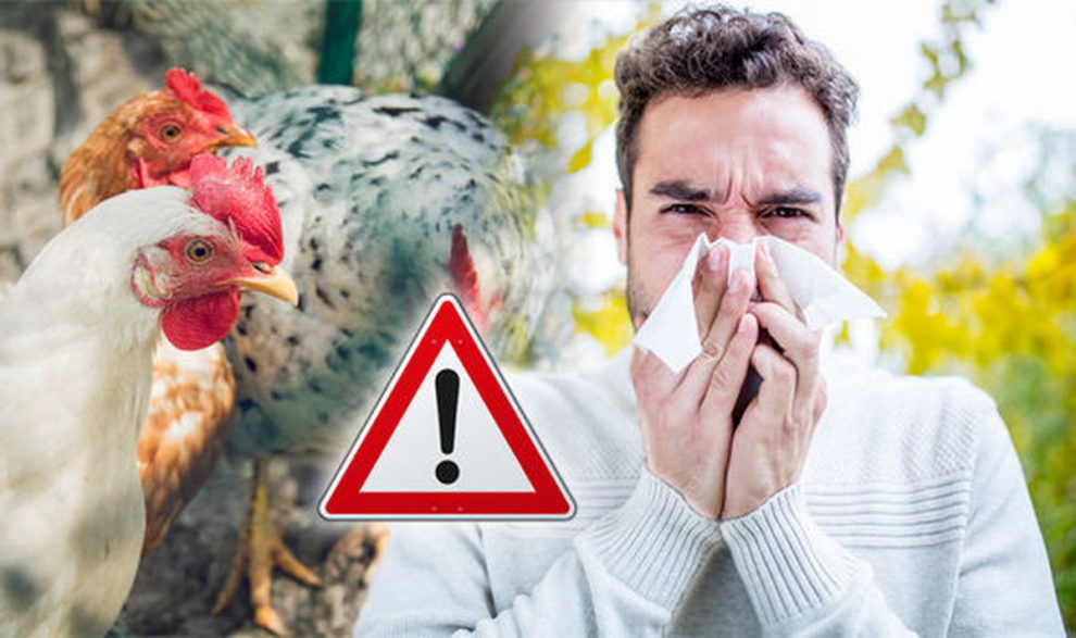 H5N8 bird flu Russia 7 cases