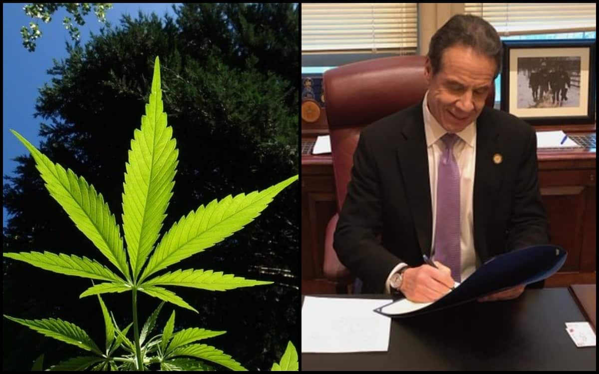 New York Marijuana possess grow