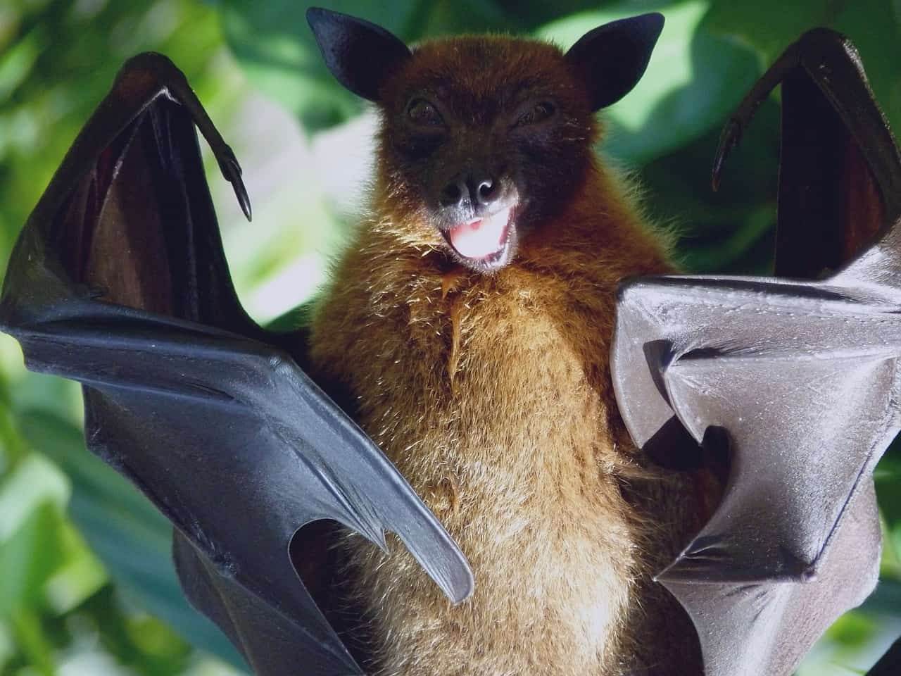 Covid leaked wildlife tradeCovid leaked wildlife trade