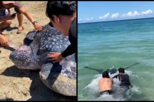 leatherback sea turtle rescue Indonesians