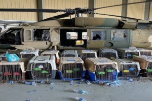 US service dogs left Afghanistan
