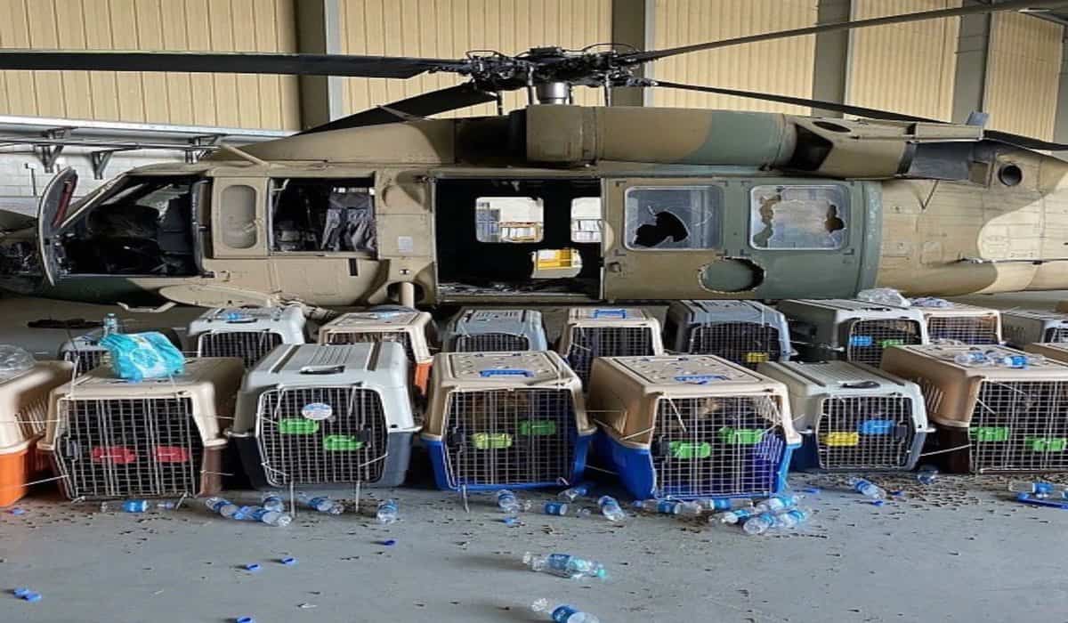 US service dogs left Afghanistan
