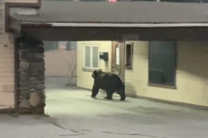 bears video south lake tahoe