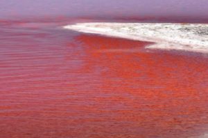 dead sea water blood red