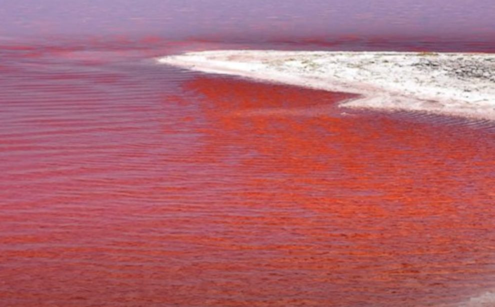 dead sea water blood red
