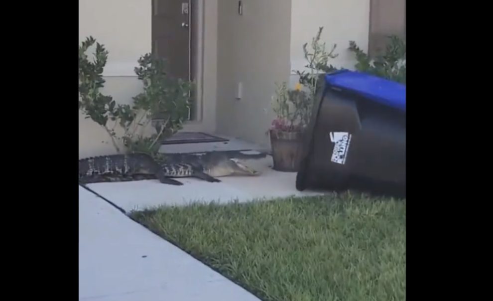 Florida Abdul Malik video alligator trash can