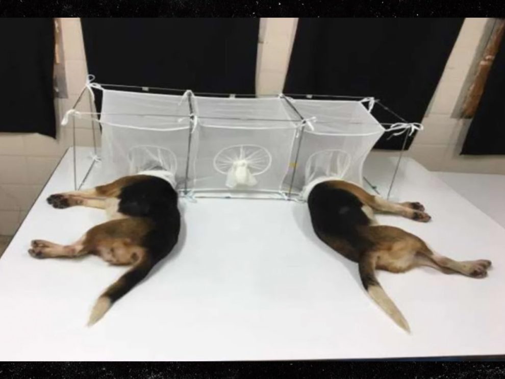 Dogs Fauci beagles experiments sandflies
