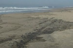 state of emergency california oil spill
