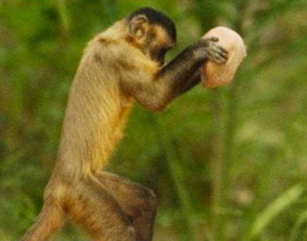 monkey killed man delhi india