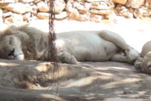 white lion dead karachi zoo