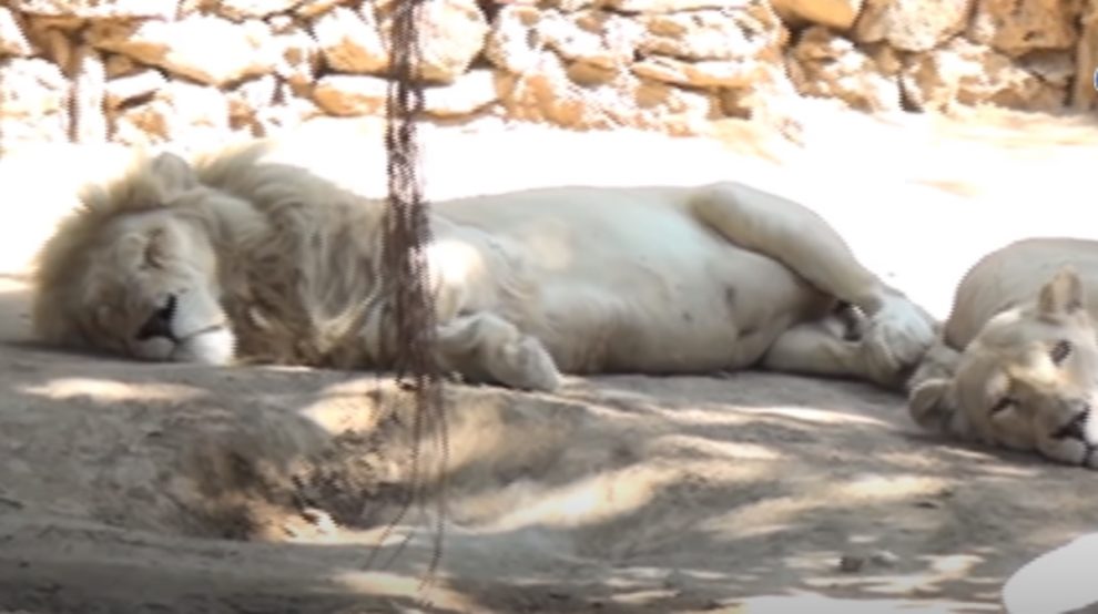 white lion dead karachi zoo