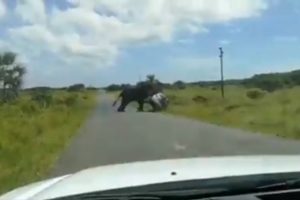 Elephant Flips Over A Family Car iSimangaliso Wetland Park