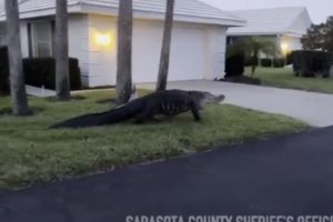 video alligator venice florida