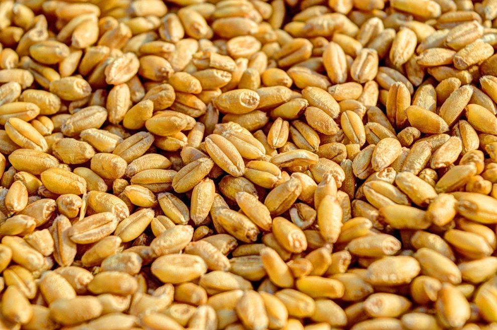 India wheat ban