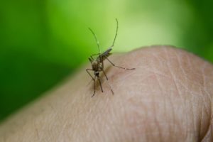 Super-resistant mosquitoes in Asia pose growing threat: study