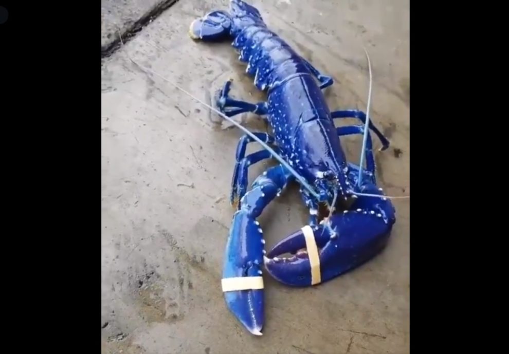 Video rare blue lobster Maine