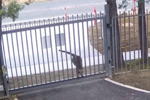video kangaroo russian embassy australia