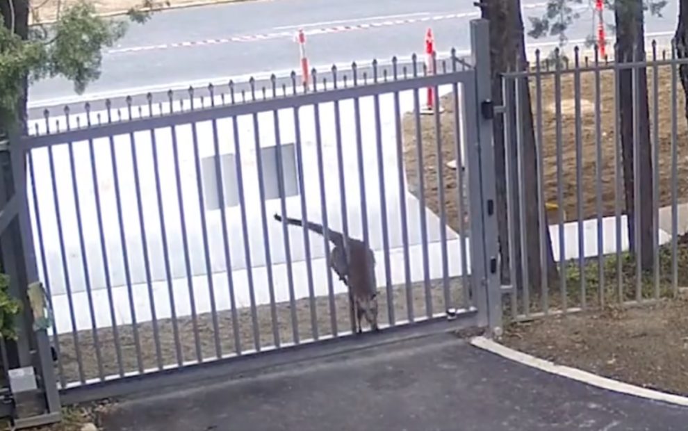 video kangaroo russian embassy australia