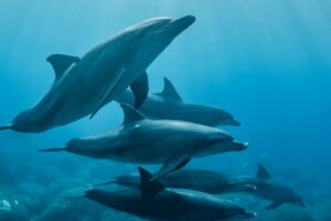 Flippers and Flutes: How Music Helps Us Talk to Dolphins