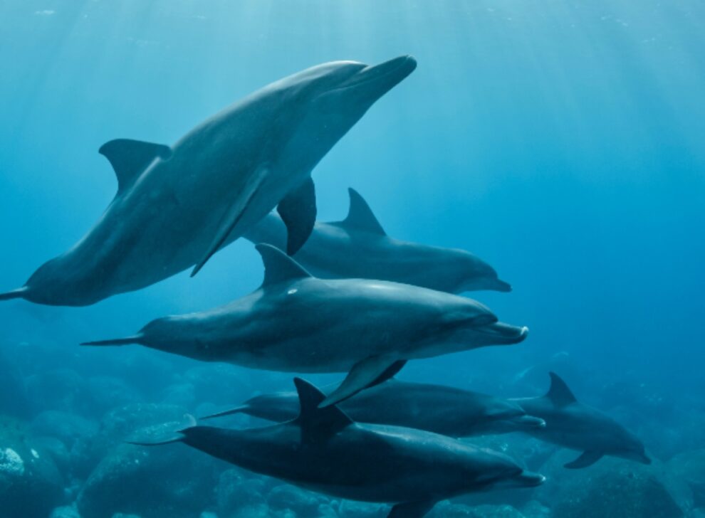 Flippers and Flutes: How Music Helps Us Talk to Dolphins